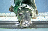 Smurf in the isolation pen - photo was taken by Rachael Vine on 16th January 2007