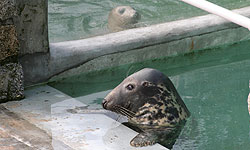 Snoopy with Myrtle in the background (nursery pool 1)