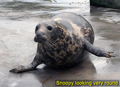 Snoopy looking very round