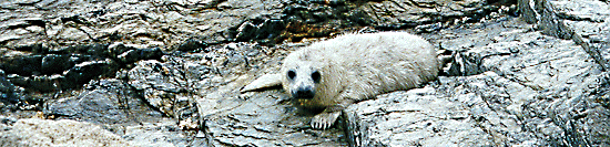 Snorkel, rescued seal pup