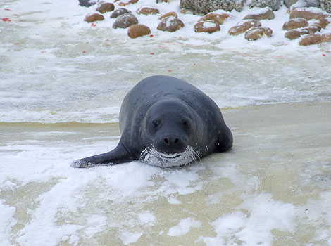 Snow on Dumbledore's chin