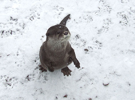 If I stand on two legs I wont feel the cold too much...