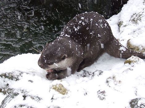 One of the otters having lunch in the snow!
