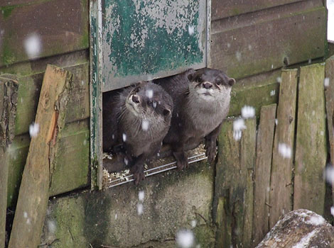 Hutch I think it is snowing again...