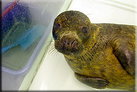 Sooty