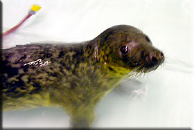 Sooty