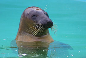 Sooty in the outdoor pool