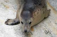 Photo was taken of Speckle on 20th of May 2006 in the convalescence pool. 