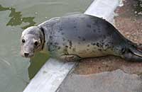 Photo of Speckle was taken on 26th of February 2006 in the convalescence pool.  Speckle's flipper (light green) tag number is 26.