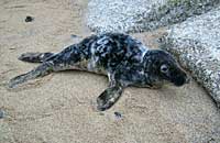 Photo of Spongebob was taken on 27th October 2006 by Rachael Vine