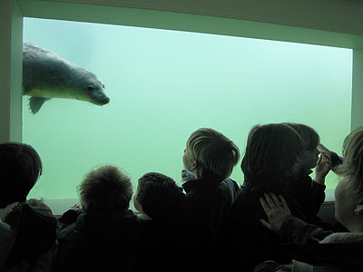 Some of our visitors watch a rescued pup in one of the underwater viewing windows