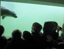 Some of our visitors watch a rescued pup in one of the underwater viewing windows