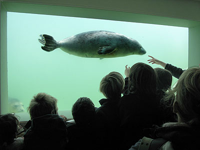 A rescued pup swims by some of our visitors