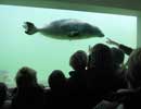 A rescued pup swims by some of our visitors