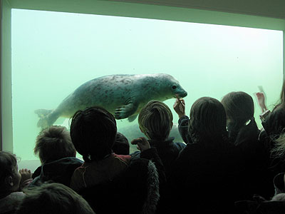 Some of our visitors watch a rescued pup in one of the underwater viewing windows