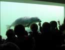 Some of our visitors watch a rescued pup in one of the underwater viewing windows 
