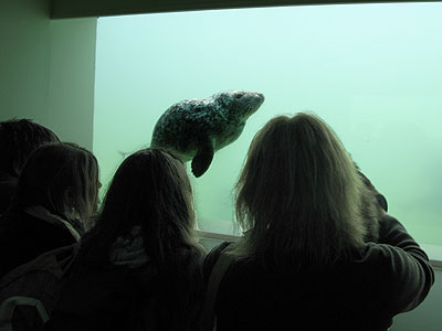 Some of our visitors watch Piran a rescued pup