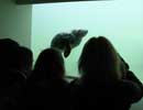 Some of our visitors watch Piran a rescued pup