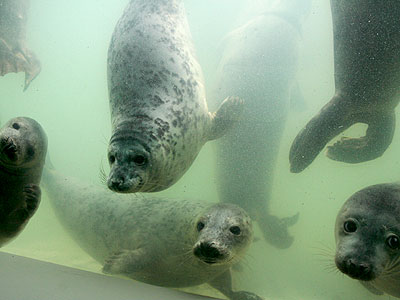 Some of the rescued seal pups come down to see what is going on
