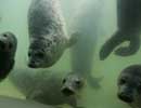 Some of the rescued seal pups come down to see what is going on