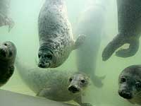 Seal pups