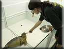 Hollie feeding Gerrard, a rescued harbour seal pup - July 2010 