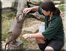 Hollie is doing enrichment training with one of the otters
