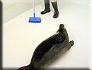 Doris cleaning Damien´s weaning pool