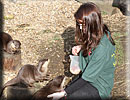Doris, Animal Care Assistant, doing target training with Oscar. Brutus (left) and Phil (middle)