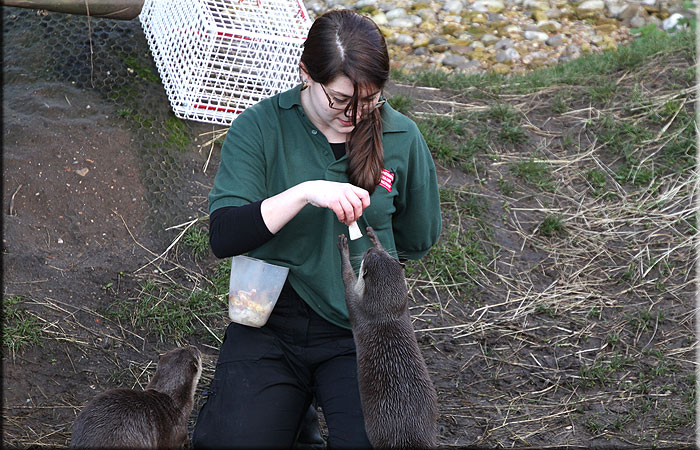 Doris, Animal Care Assistant, doing target training with Oscar.