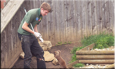 Rob doing obedience training with one of our Otters