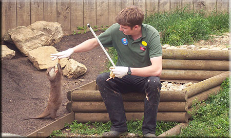 Rob doing obedience training with one of the Otters