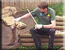 Rob doing obedience training with one of our otters
