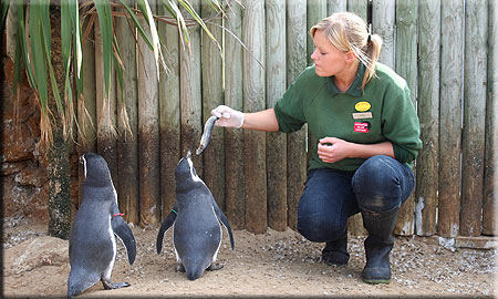 Kirsty feeding Joepi and Jess