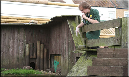 James feeding the Otters