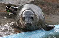 Photo of Stella was taken on 26th of February 2006 in the convalescence pool.  Stella's flipper (light green) tag number is 030.