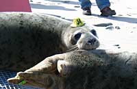 Photo of Stella (wearing hat tag J4) was taken by Rachael Vine