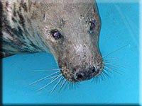 Stevie, a rescued grey seal