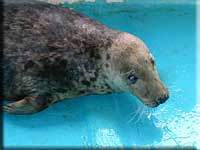 Stevie, a rescued grey seal