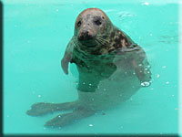 Stevie, a rescued grey seal