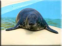 Stevie, a rescued grey seal