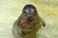 Photo was taken of Stoggs on 20th of May 2006 in one of the nursery pools. Stogg's flipper (light green) tag number is 45.
