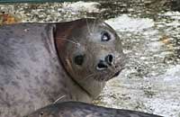 Photo was taken of Storm on 20th of May 2006 in the convalescence pool. 
