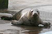 Photo of Storm was taken on 26th of February 2006 in the convalescence pool.  Storm's flipper (light green) tag number is 32.