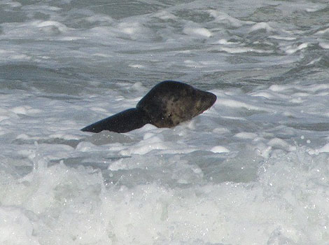 This photo of Julia was taken by Sue Sayer