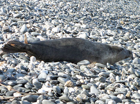 This photo of Ren was taken by Sue Sayer