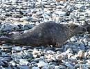 Photo of Stimpy Copyright of Sue Sayer of the Cornwall Seal Group