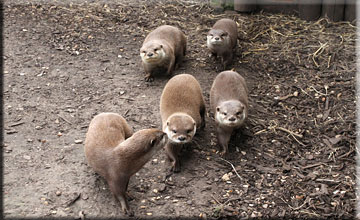Summer and her cubs!