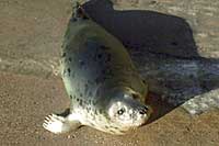 Sweetpea - Rescued 13th January 2004