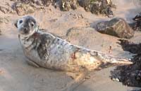 Tanglefoot with side wounds  - Photo was taken by Sue Sayer on 14-01-2006